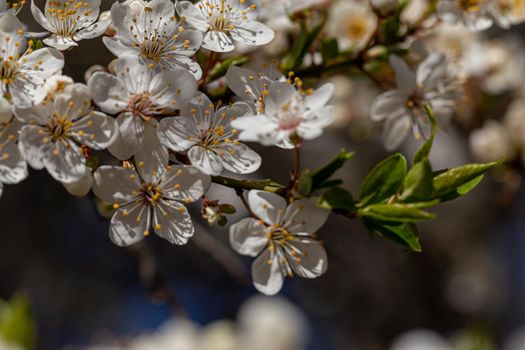 Blooming cherry plum on a spring sunny day, close-up view