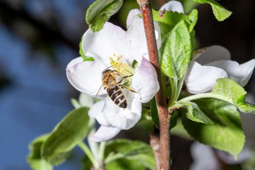 A bee collects nectar from an apple tree flower at springtime. Close-up macro view