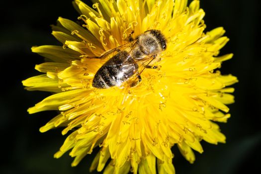 A bee collects nectar on a yellow dandelion flower at springtime. Close-up-macro view