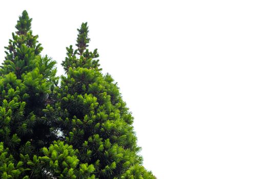 Fresh pine tree isolated in corner on white background. Selective focus, close-up view