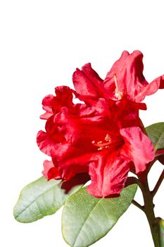Crimson red rhododendron flower isolated on white background. Close-up macro view