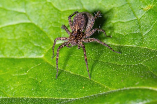 Small spider sitting on a green leaf, macro shot