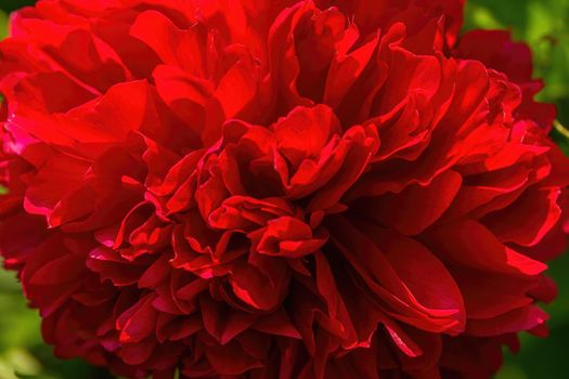 Large red blooming peon flower in garden. Beautiful petals texture. Close-up macro view