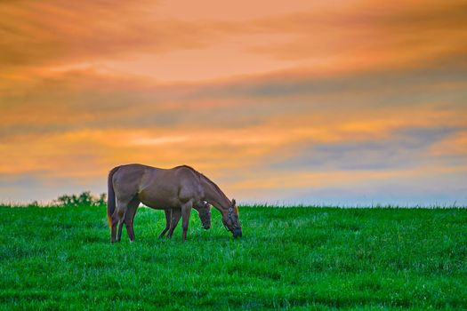 Mare and foal grazing on fresh green grass at sunset.