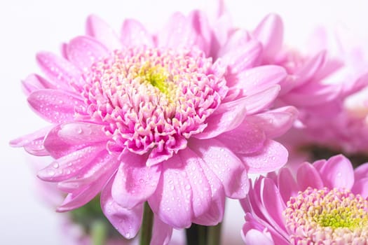 Close up macro of pink chrisantemum with yellow core bouquet background with waterdrops