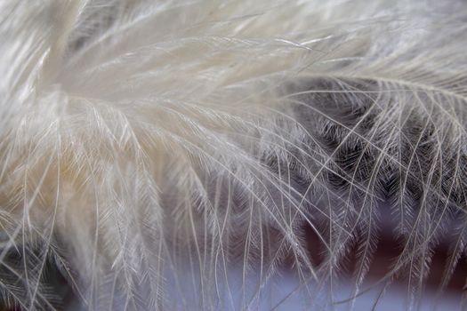 White soft and smooth feather texture background. Close-up view, macro photography