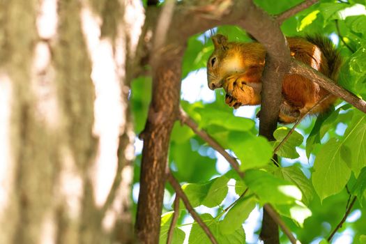 Red squirrel gnaws a walnut on a tree branch in the park