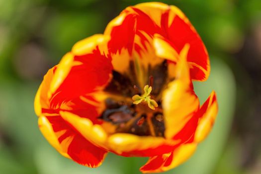 A close up of an orange red tulip looking inside the flower at the stamen and beautiful dark design of the flower.