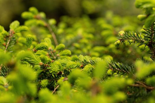 Background with young green conifer or larch tree branches in springtime