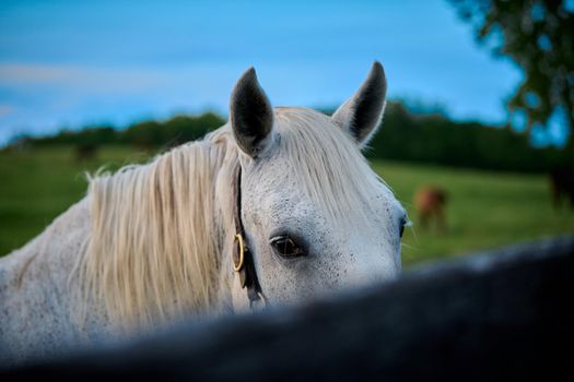 White horse staring over fence railing.