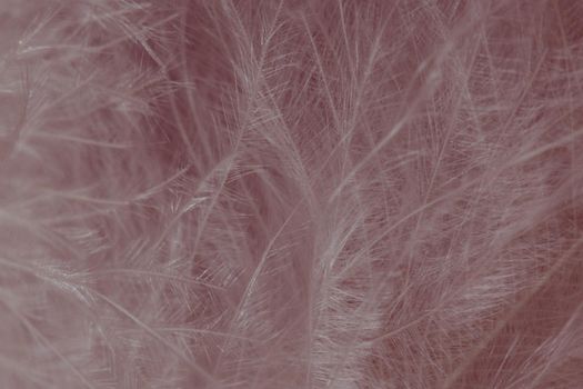 White soft and smooth feather texture background. Close-up view, macro photography