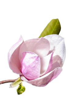 Magnolia flower with green leaf on branch isolated on white background. Close-up view