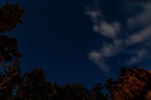 Blue night sky with stars, white moving clouds and trees. Look up, view from below