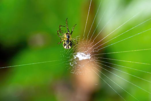 Spider on a spider web in the forest with natural green blur background. Close-up macro view