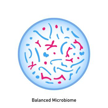 Balanced microbiome. Normal flora of the skin and mucous membranes. Probiotics. Lactic acid bacteria. Good bacteria and microorganisms for gut and intestinal flora health. Bifidobacterium, lactobacillus, lactococcus, thermophilus streptococcus. Medical illustration