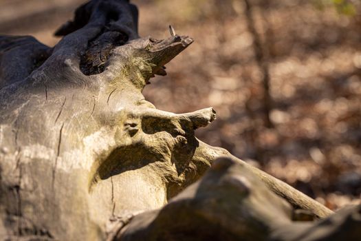 Old driftwood of unusual shape in the park on a spring sunny day, close-up view