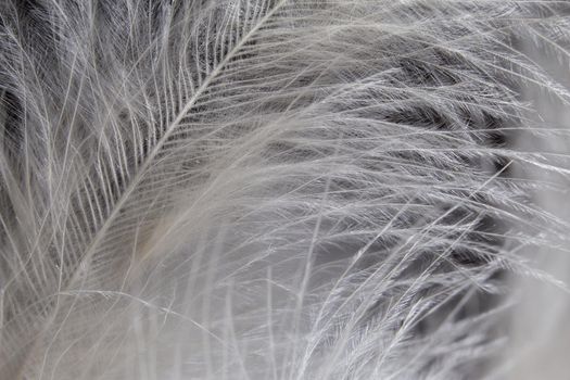 White soft and smooth feather texture background. Close-up view, macro photography