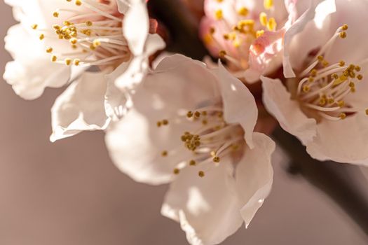 Blooming cherry plum on a spring sunny day, close-up view