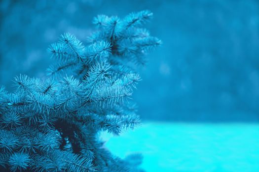 Blue spruce branch on a blue blurry winter background