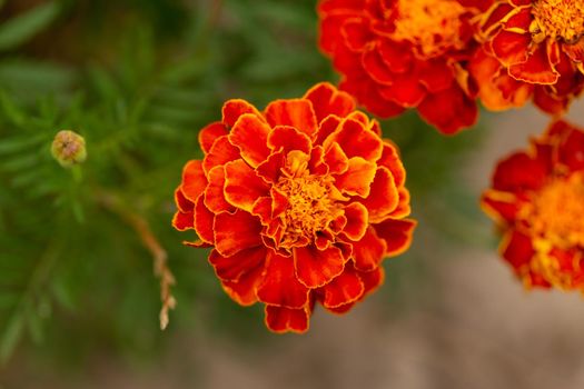 Orange marigold flowers in garden, green background, closeup macro view