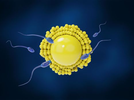 Several sperm approaching female egg cell on a dark blue background. 3D rendering medical illustration