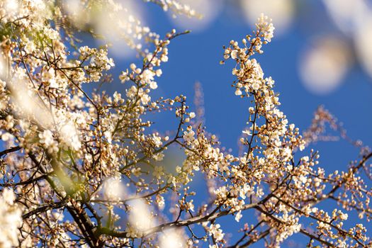 Blooming cherry plum on a spring sunny day, close-up view