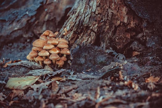 Inedible poisonous mushrooms in the forest near the trunk of an old dead tree. A picture in a mystical mood