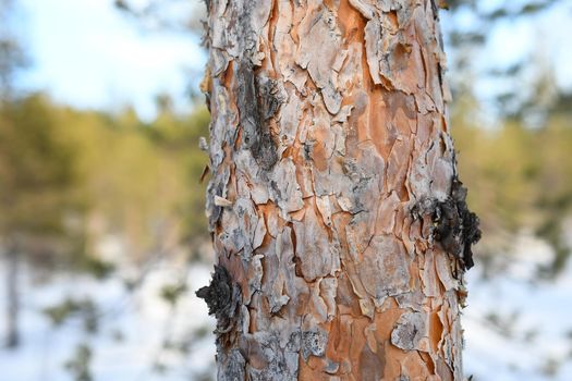 Rough texture of bark of a pine tree close-up view