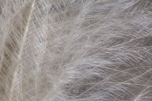 White soft and smooth feather texture background. Close-up view, macro photography