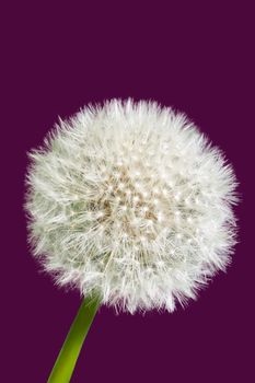 Fluffy dandelion isolated on dark purple background. Close-up view