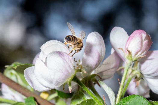 A bee collects nectar from an apple tree flower at springtime. Close-up macro view