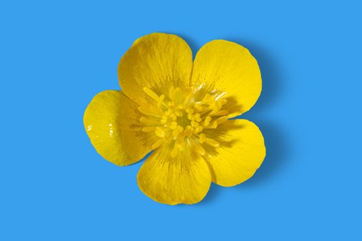 Yellow buttercup flower isolated on light blue background, front macro view