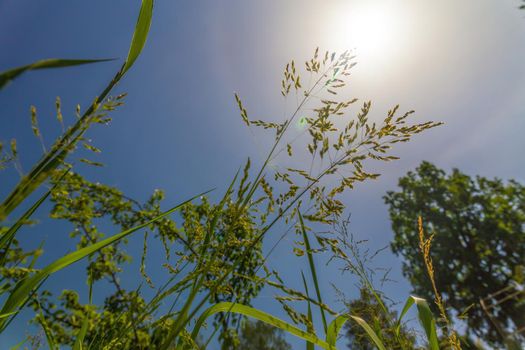 Green grass look up, view from below on sunny day