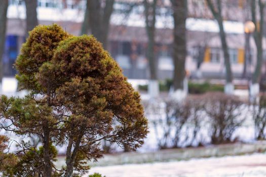 Coniferous bush on a blurred background of the park and building at winter day
