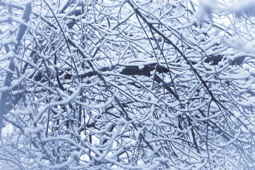 Tree branches covered with snow in springtime. Winter blue fairy tale