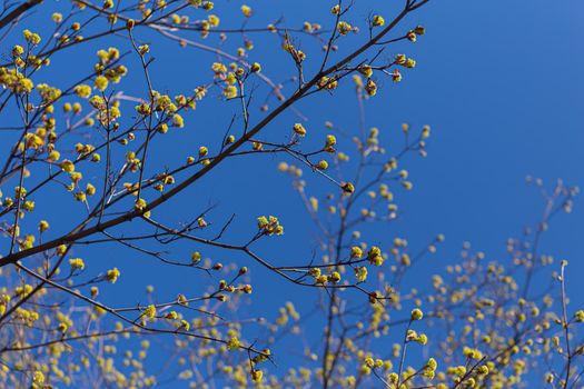 Blooming flowers of maple trees on a spring sunny day against bright blue sky