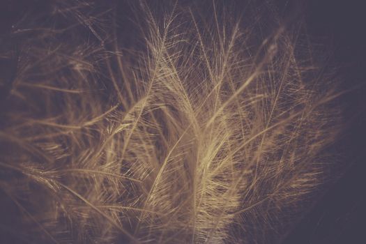 White soft and smooth feather texture background. Close-up view, macro photography