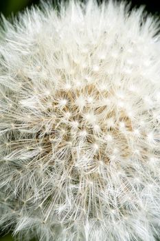 Fluffy white flower head of dandelion texture. Close-up view