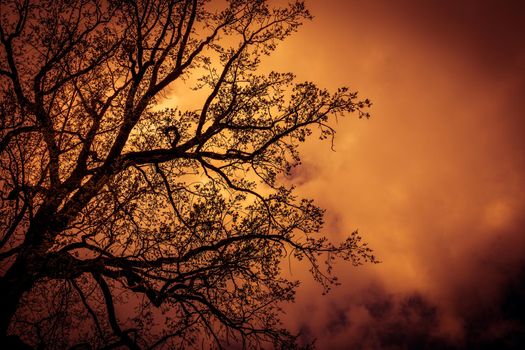 Silhouette of a gloomy mystical tree without leaves against the background of the evening sky. Depressive photo in red tone