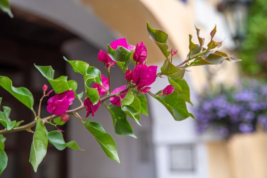 Beautiful purple wild exotic flowers Bougainvillea in the territory of the house