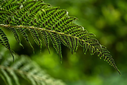 Leave of a fern in the summer green south forest