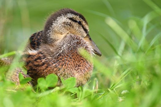 Small ducks by the pond. Fledglings mallards.(Anas platyrhynchos)