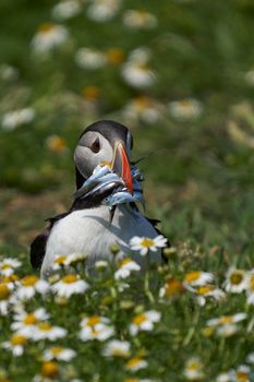 Atlantic puffin (Fratercula arctica) carrying small fish in its beak to feed its chick on Skomer Island off the coast of Pembrokeshire in Wales, United Kingdom
