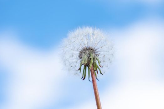 Dandelion with seeds blowing away in the wind across a clear blue sky with copy space