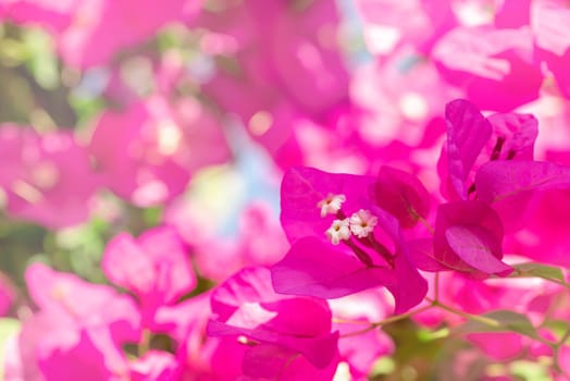 Beautiful purple wild exotic flowers Bougainvillea on the light pink background
