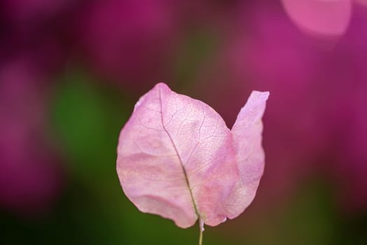 Beautiful purple wild exotic flower of Bougainvillea on the bokeh purple and green background