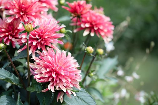 Pink chrysanthemum flowers close up photo in the public garden