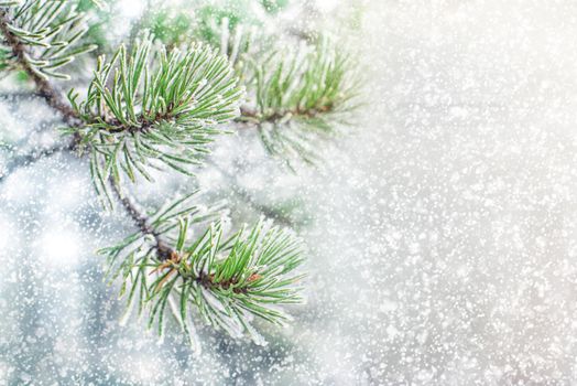 Pine branches in hoarfrost yearly winter snowy day in the blizzard