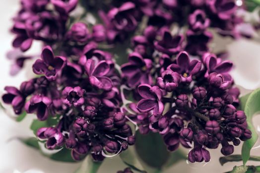 Spring flowers of lilac in the water, spring background