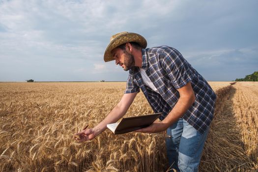 Agronomist is examining grain crops while harvesting is taking place.